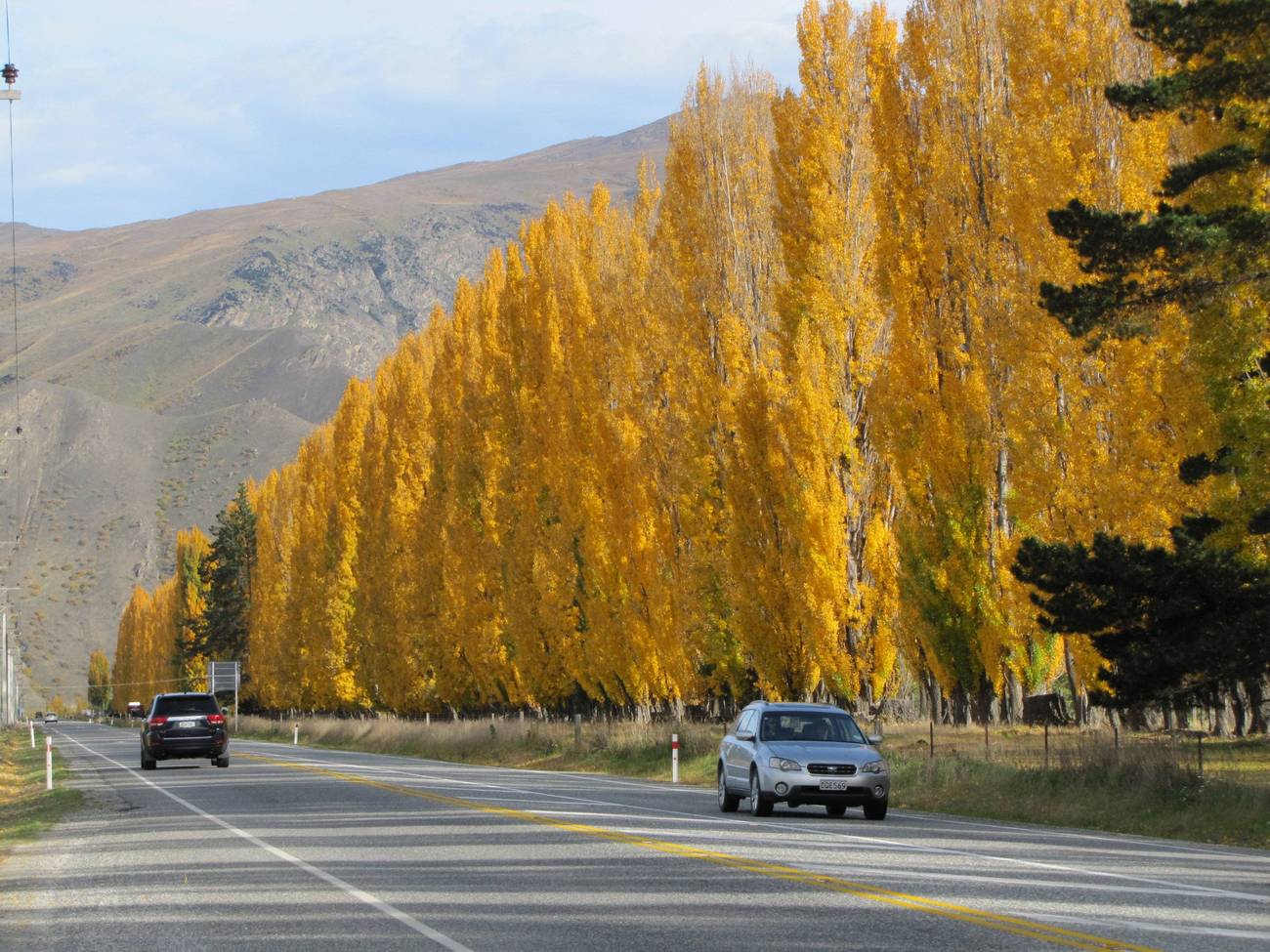 Poplars