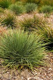 Speargrass