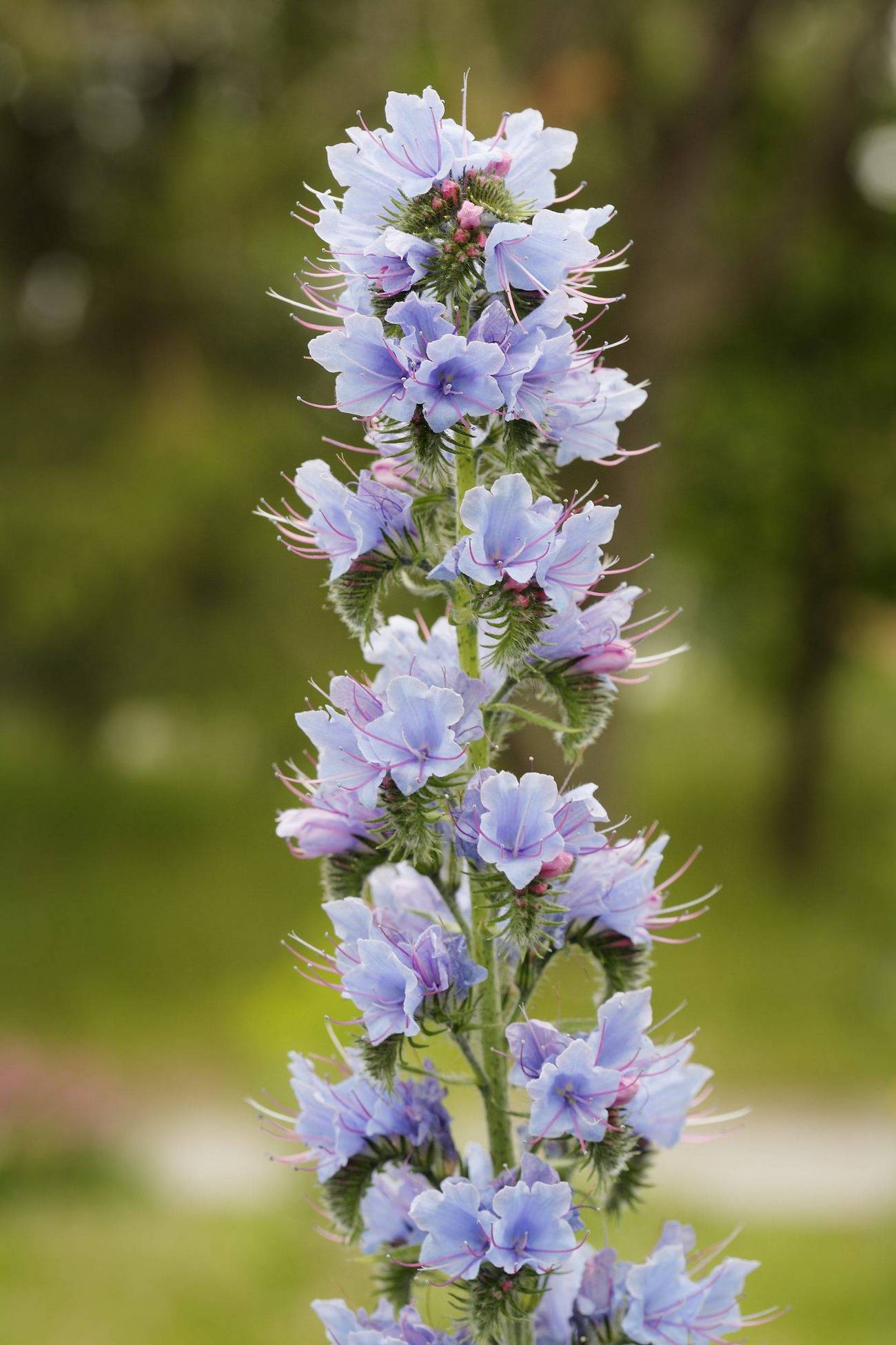 Wildflowers